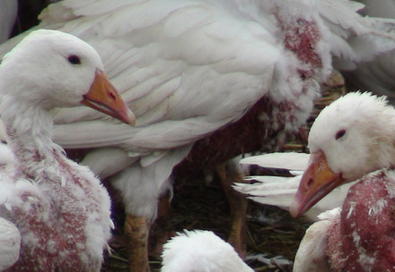 Live plucked goose
