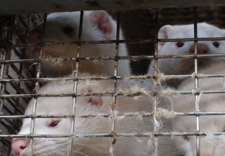 Mink in a cage