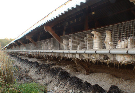 Milk Farm