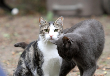 Two cats