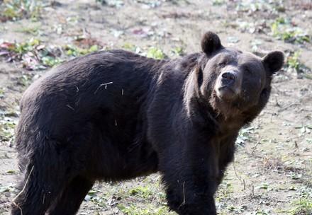 Bear Tyson