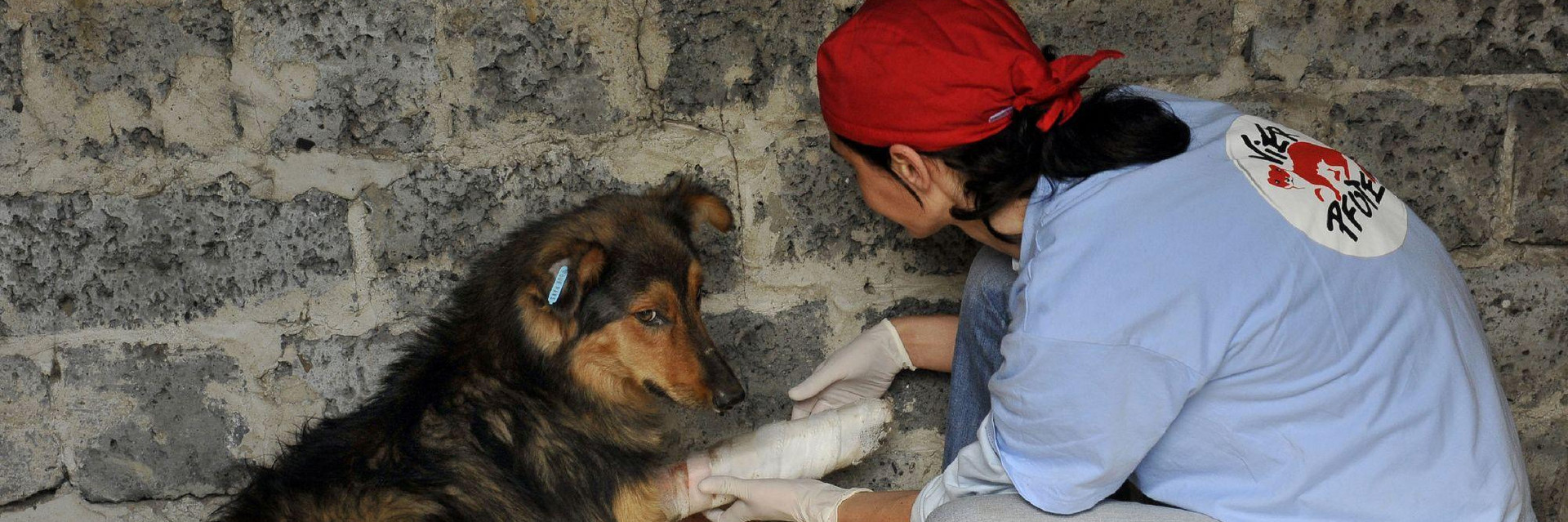 Stray animal care
