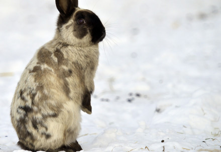 Rabbit in snow