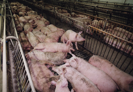 Pig farm