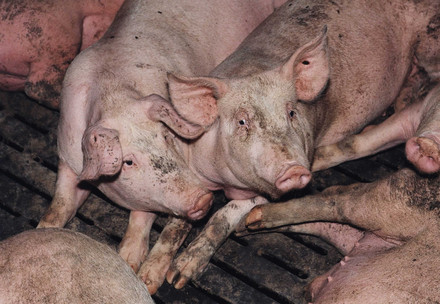 Pigs in a pig farm