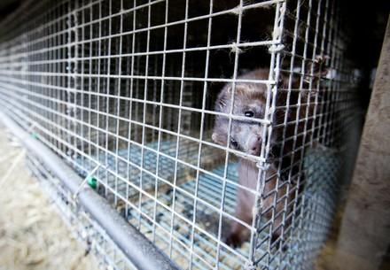 Fur farm