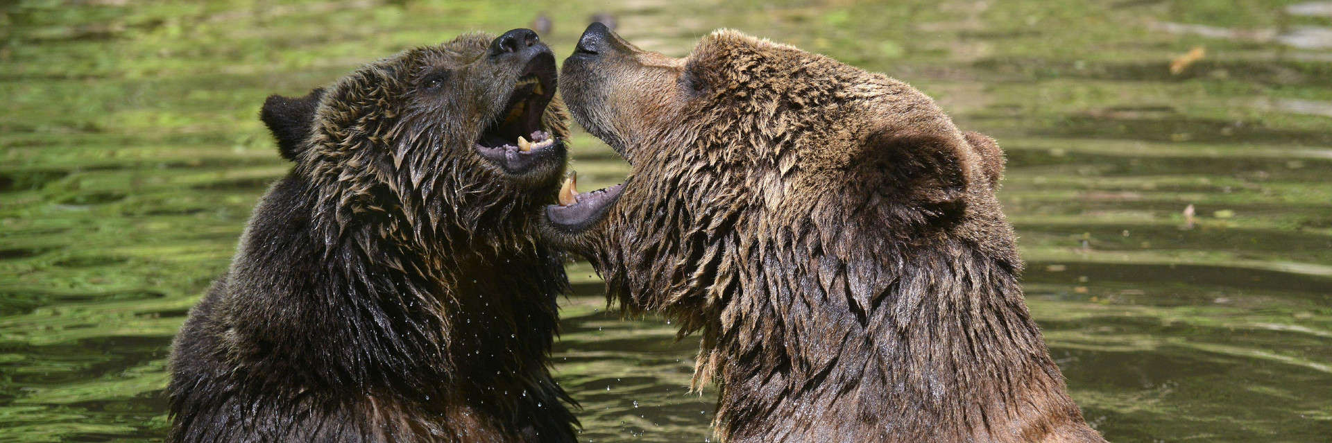 Happy bears