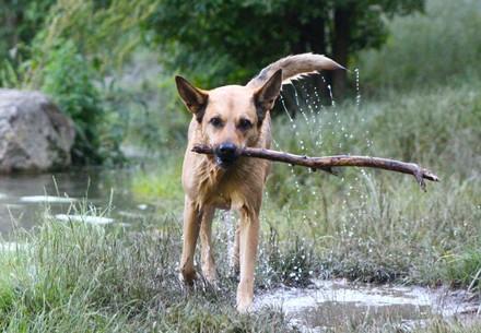 Happy dog