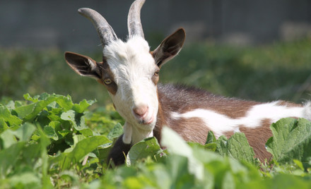 Goat enjoying eating the vegetables
