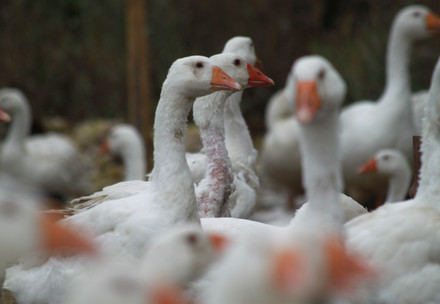 Group of geese