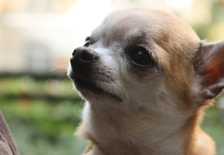 Chihuahua