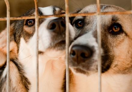 Dogs in Speranta Shelter