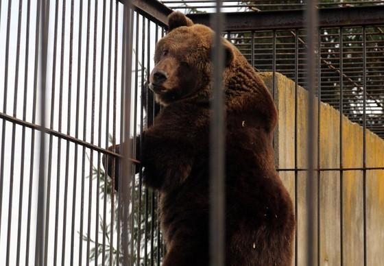Bear in a cage in Poland