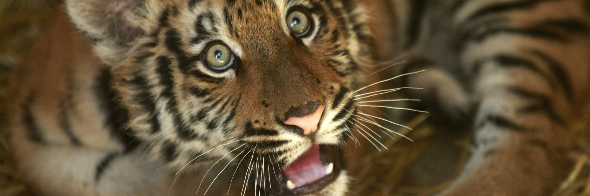 Stop the Tiger Trade
