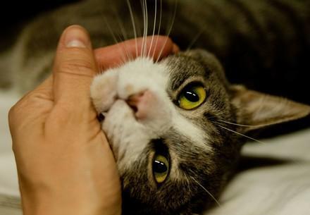 Adopt, don't shop!