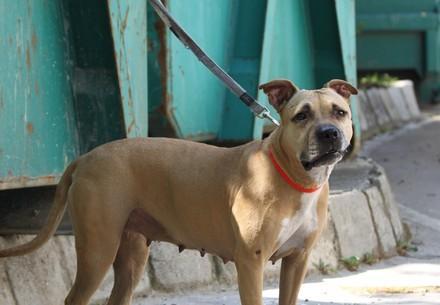 Dog Hexi as photo model for abandoned dogs