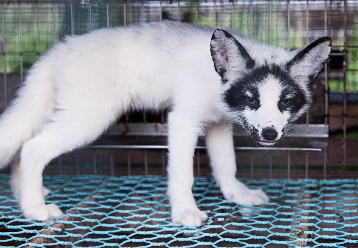 Fox in a cage at a fur farm