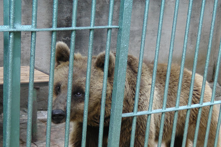 Bear in captivity in Croatia