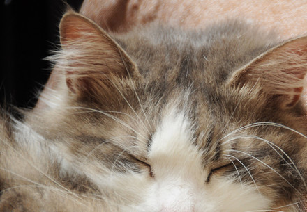 Pet cat sleeping