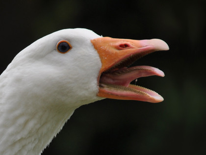 Goose screaming