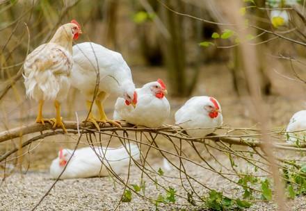 Chickens outside