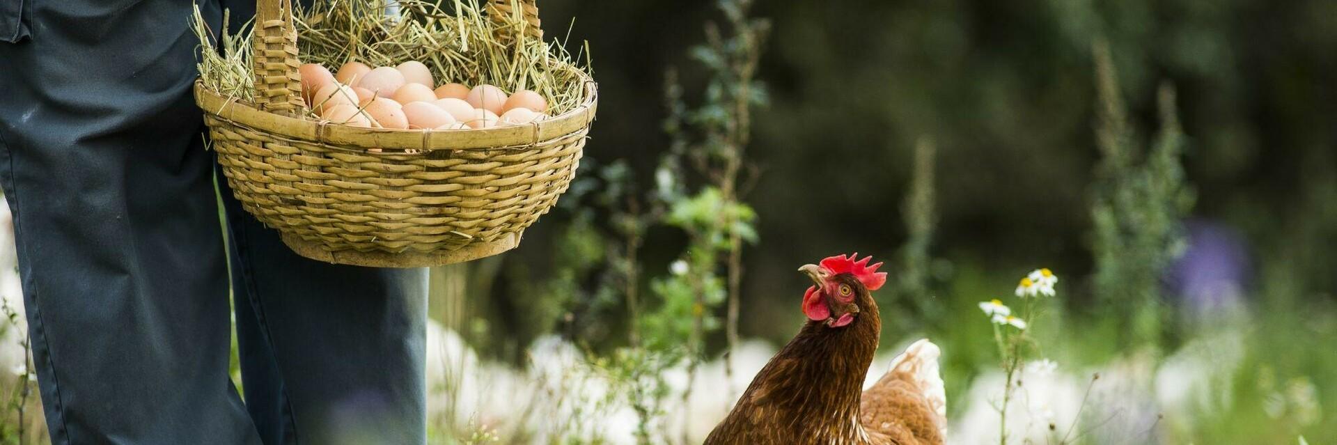 Free Range Hens Free Range Hens