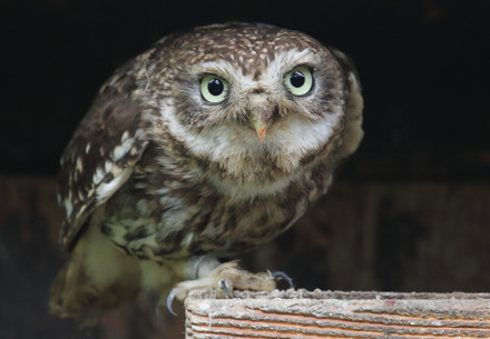 Minerva's owl at the OWL & BIRDS OF PREY RESCUE STATION Haringsee