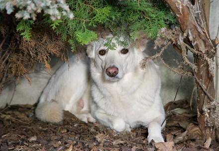 Hiding dog