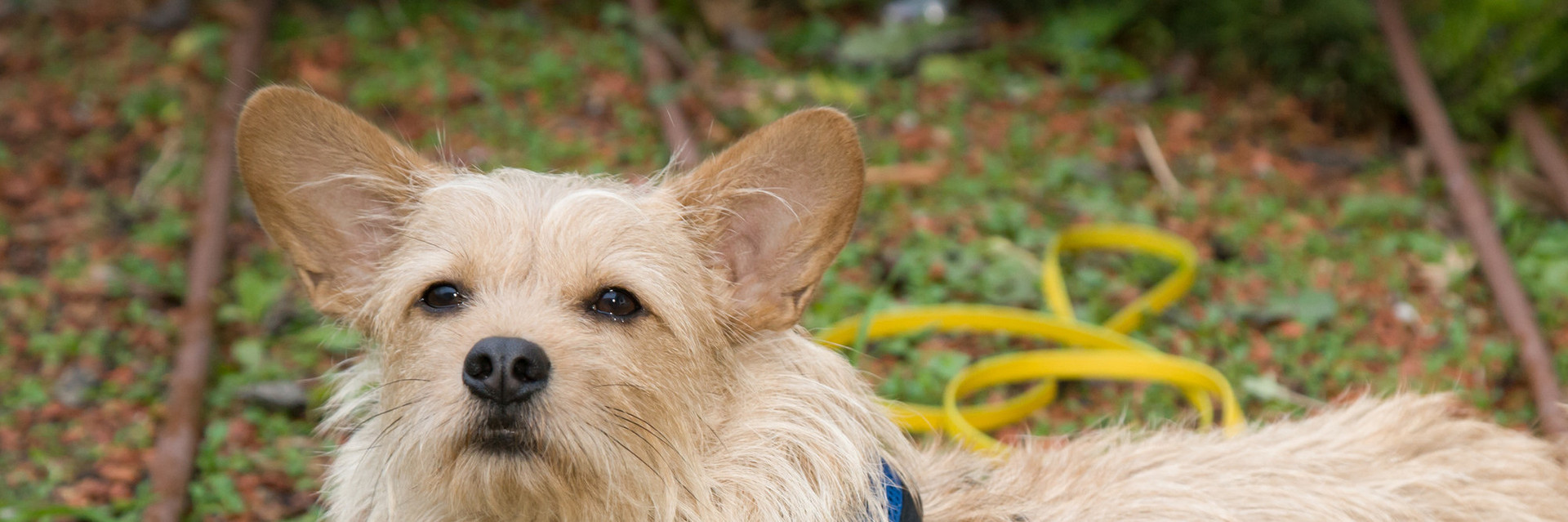 Portrait of dog Gimli