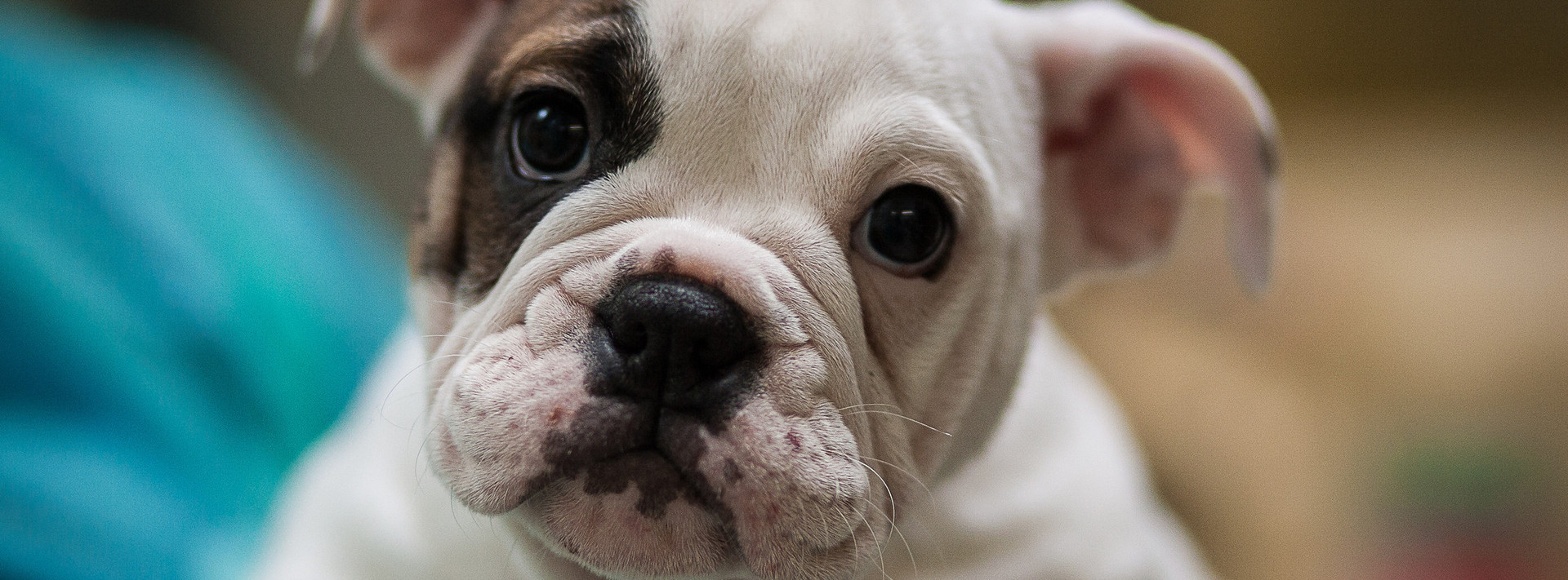 English bulldog puppy