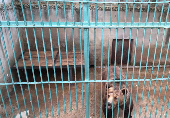 FOUR PAWS rescues two brown bears