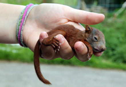 Baby red squirrel being held in hand