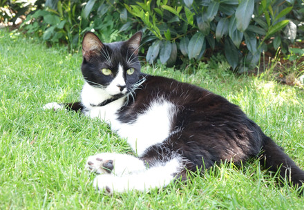Cat in the grass
