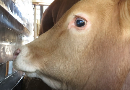 Live animal transport