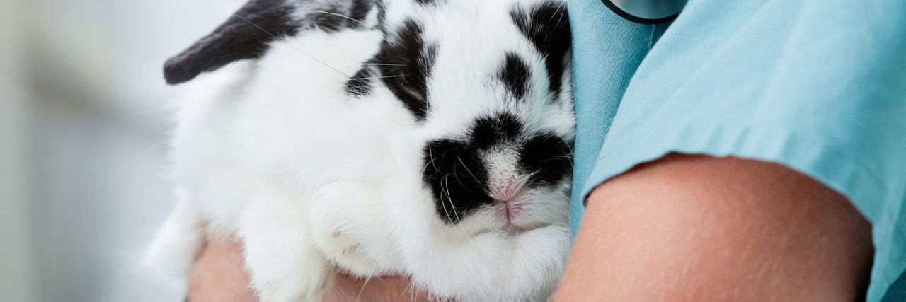 Rabbit in the vets