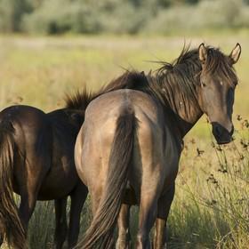Horses
