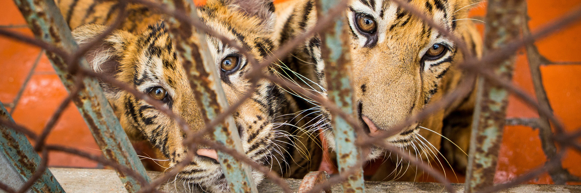 Tiger cubs