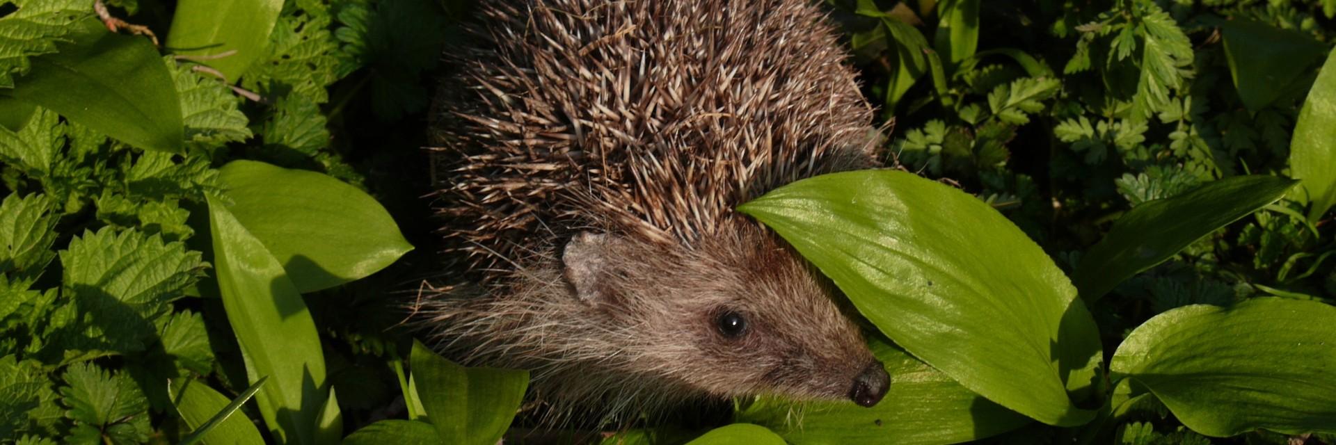 Juvenile hedgehog at EGS Haringsee