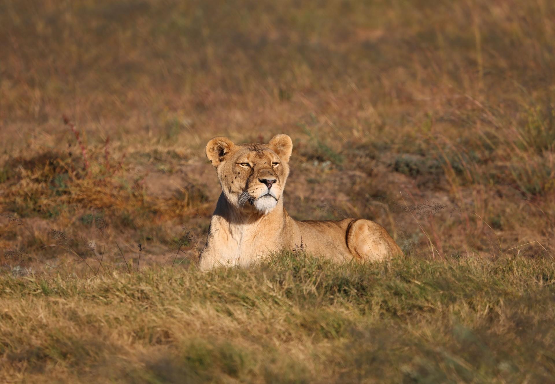 Lioness Neida at LIONSROCK Big Cat Sanctuary