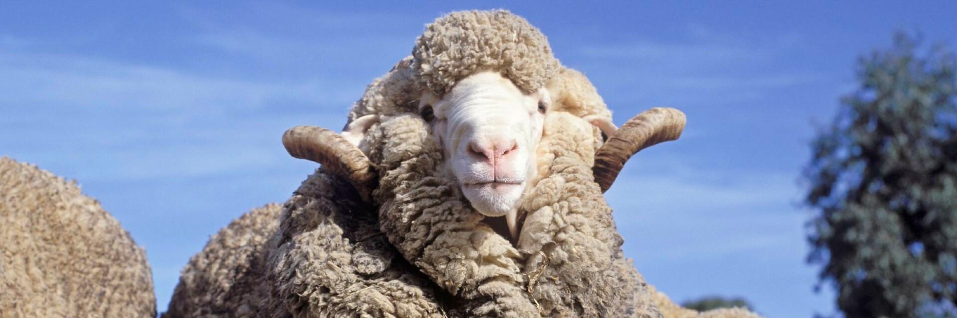 Sheep in Australia