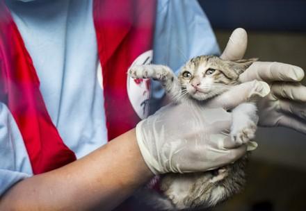 Saved cat