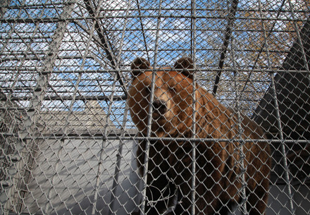 The bears spent a life behind bars 