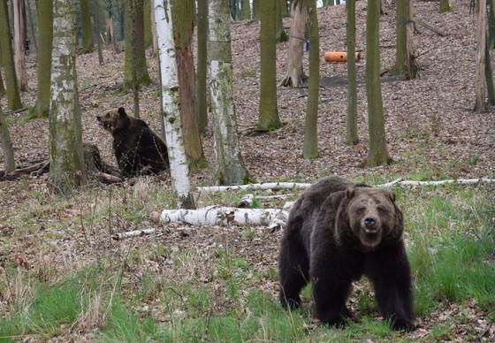 Rescued bears Ewka und Gienia