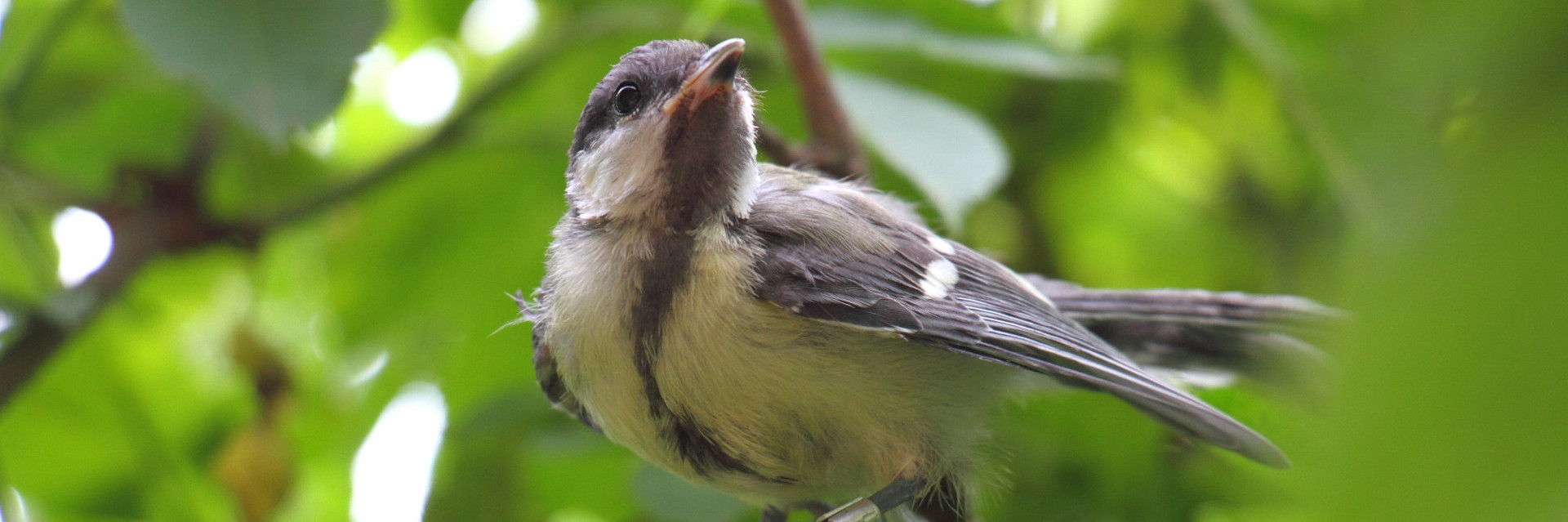 Young Great Tit sitting on a branch