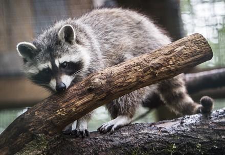 Raccoon at TIRART
