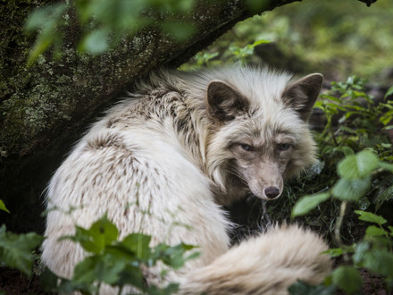 Animals used for fur