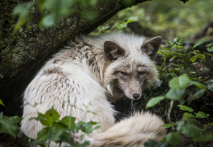 Fur fox