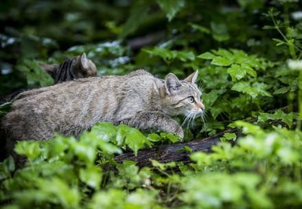 Sneaking cat