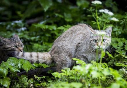 Two Cats