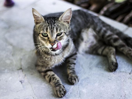 Cat lying on asphalt